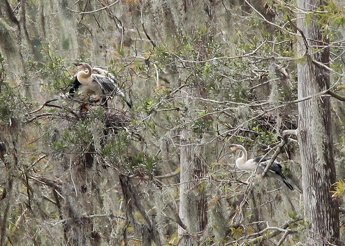 Image of anhingas and darters