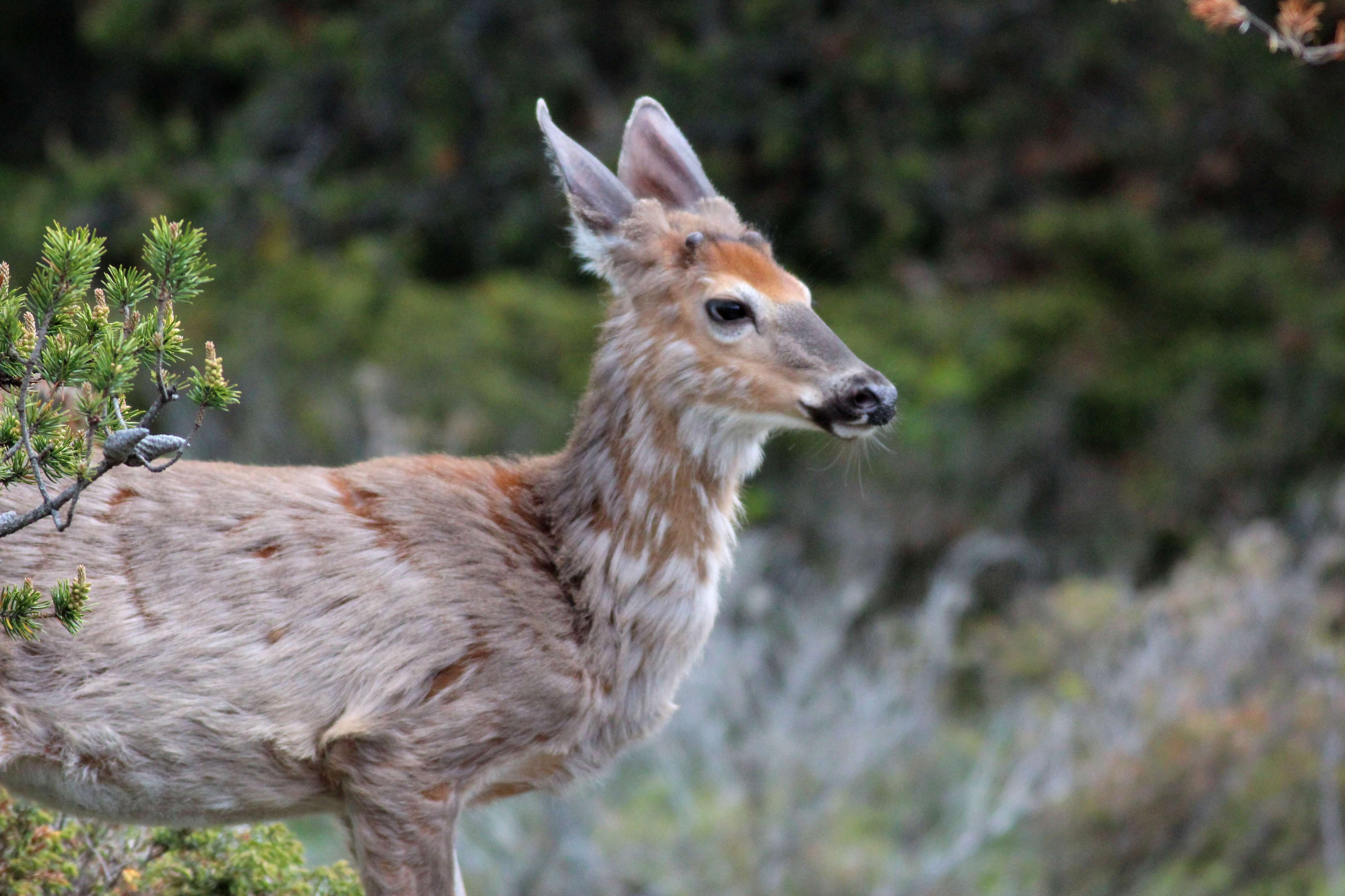 Image of White-tailed deer