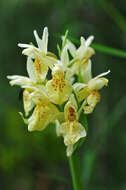 Image of Elder-flowered orchid