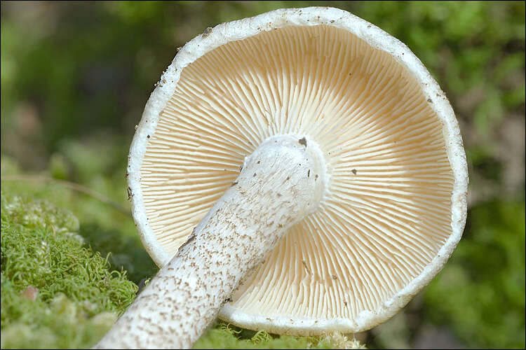 Image of Lentinus