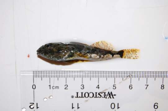 Image of Stone Sculpins