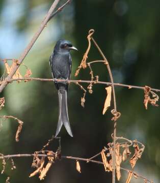 Image of Ashy Drongo