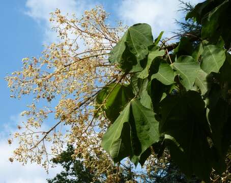 Image of parasoltree