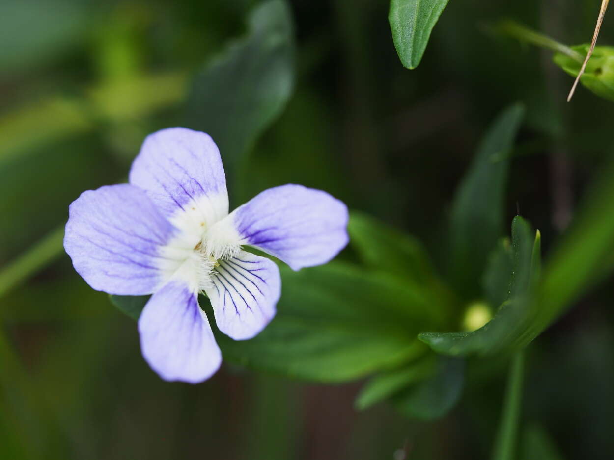 Image of Viola pumila Chaix