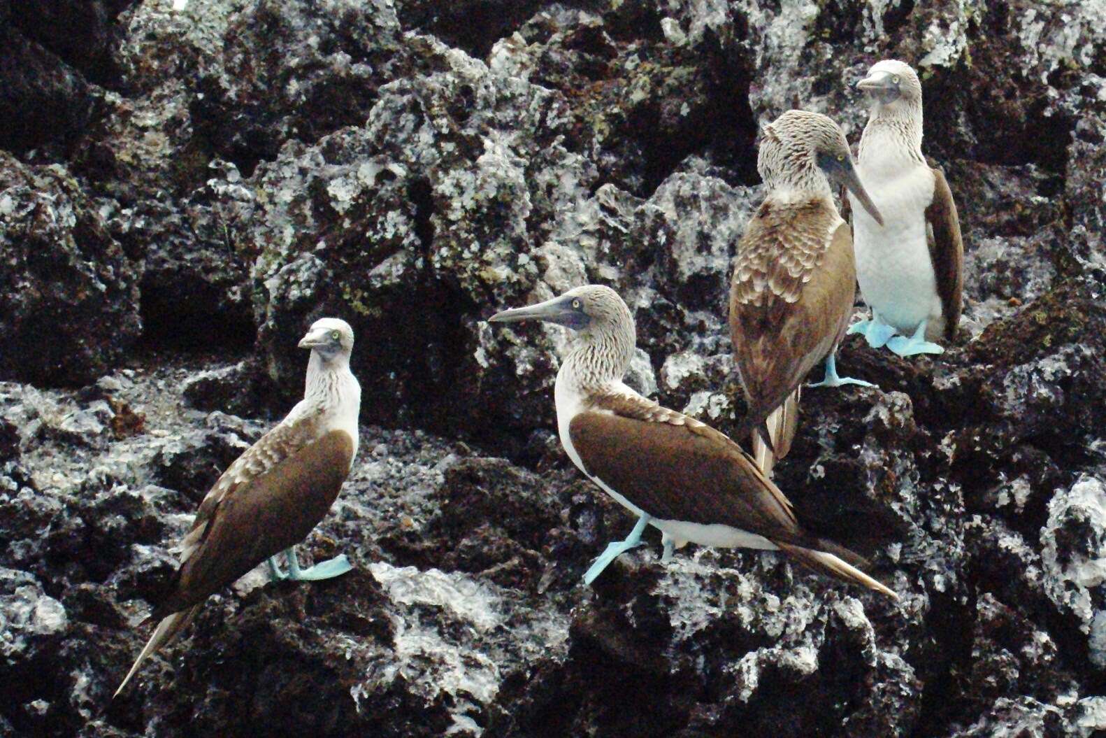 Image of gannets and boobies