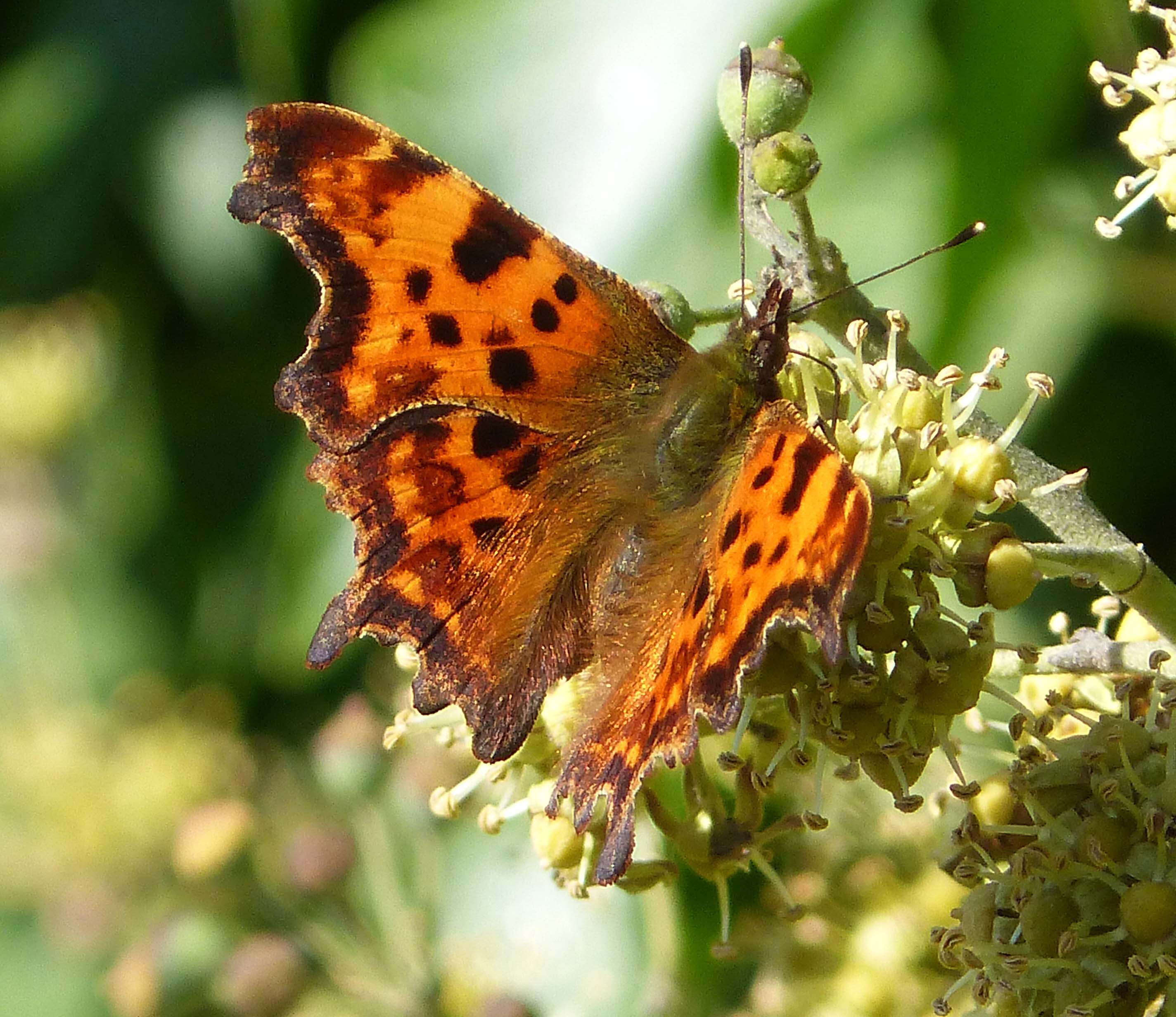 Sivun Polygonia kuva