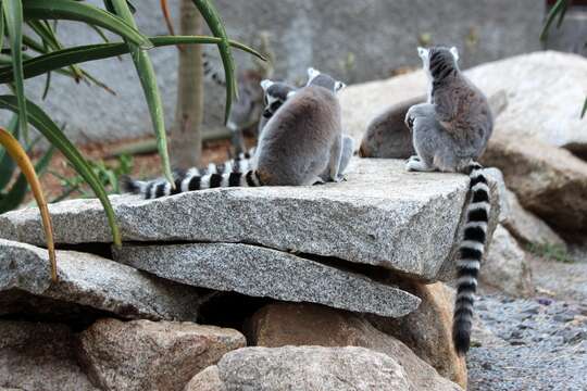 Image de Lemur Linnaeus 1758