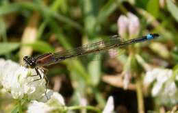 Image of Common Bluetail