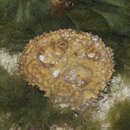 Image of Rhabdastrella globostellata
