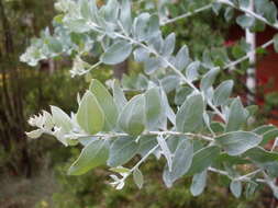 Слика од Acacia podalyriifolia A. Cunn. ex G. Don