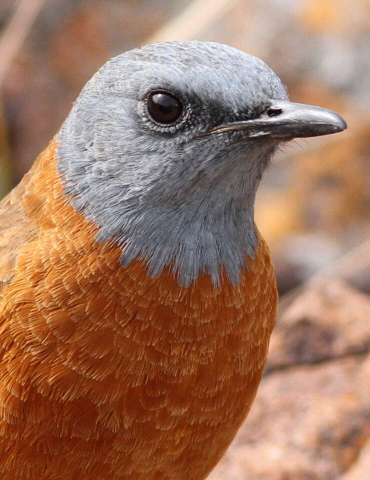 Image of Rock thrush