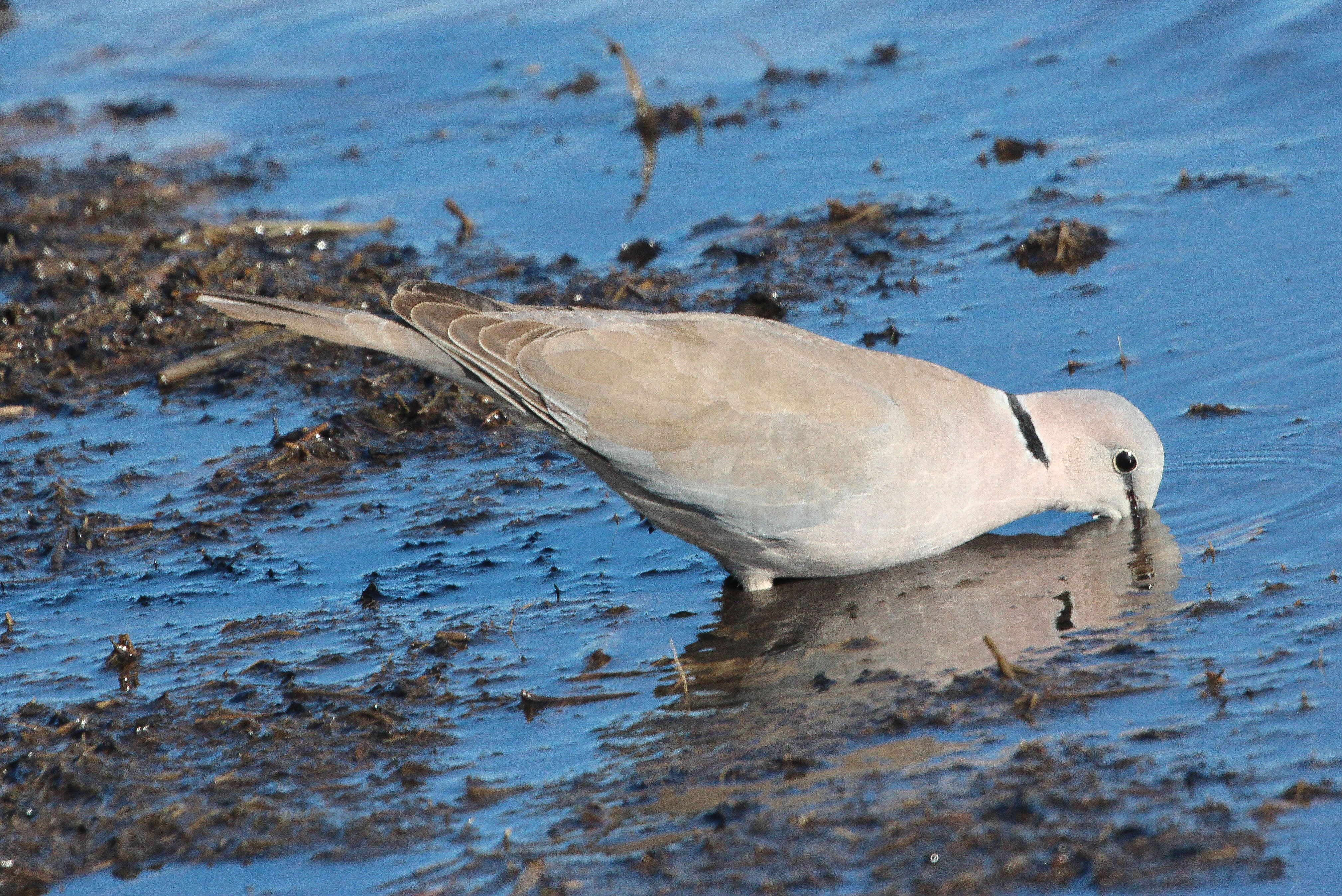 Image of Cape Turtle Dove