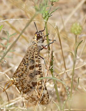 Image de Palpares libelluloides (Linnaeus 1764)