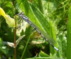 Image of bluet