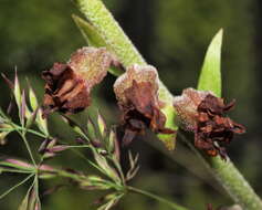 Image of Helleborine