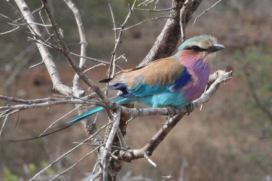 Image of Lilac-breasted Roller