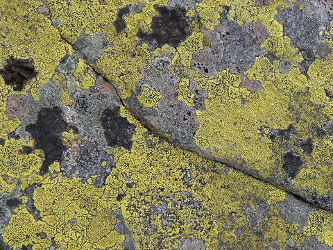 Image of Yellow map lichen;   World map lichen