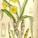 Image of Dendrobium capillipes Rchb. fil.