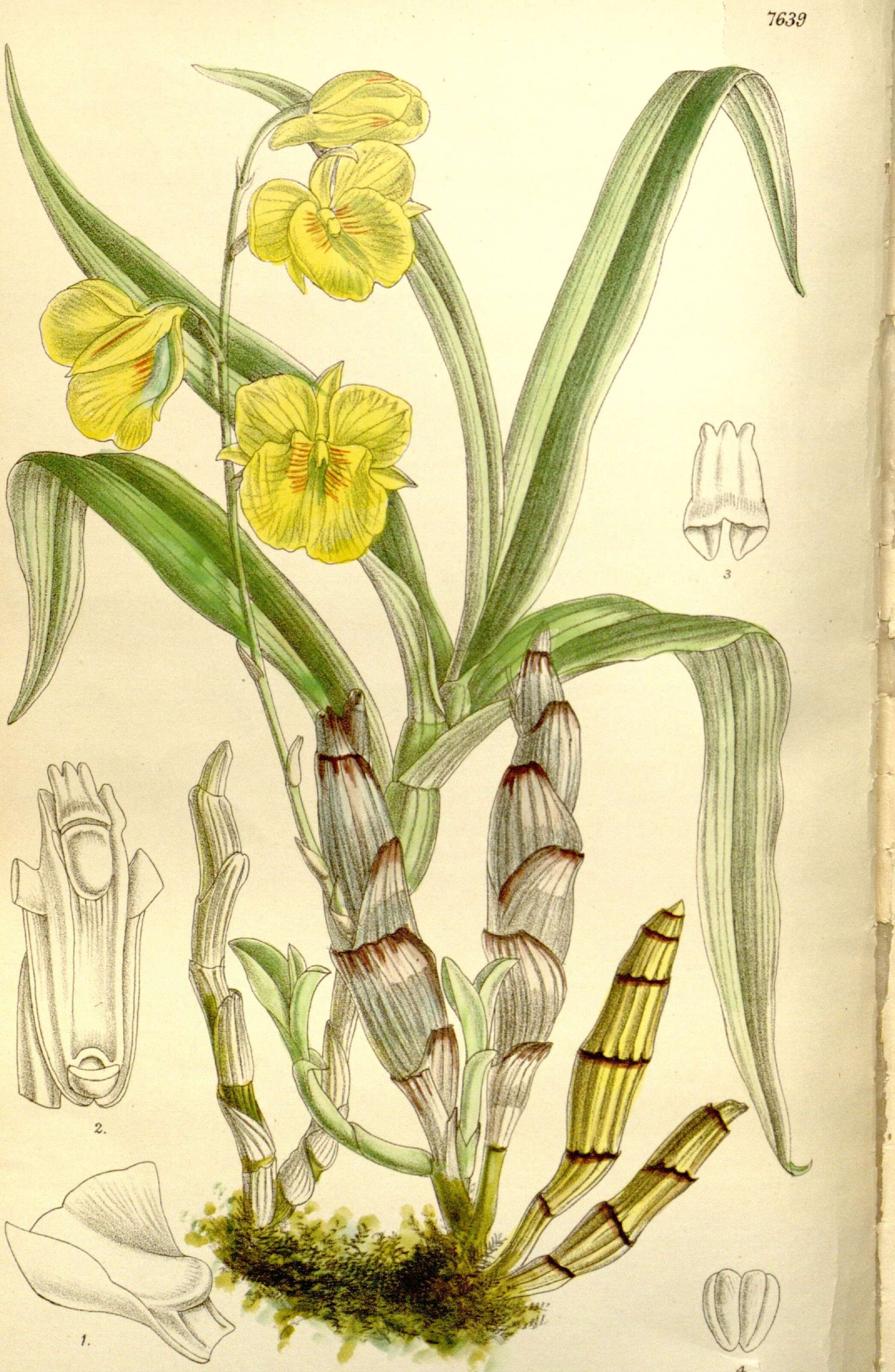 Image of Dendrobium capillipes Rchb. fil.