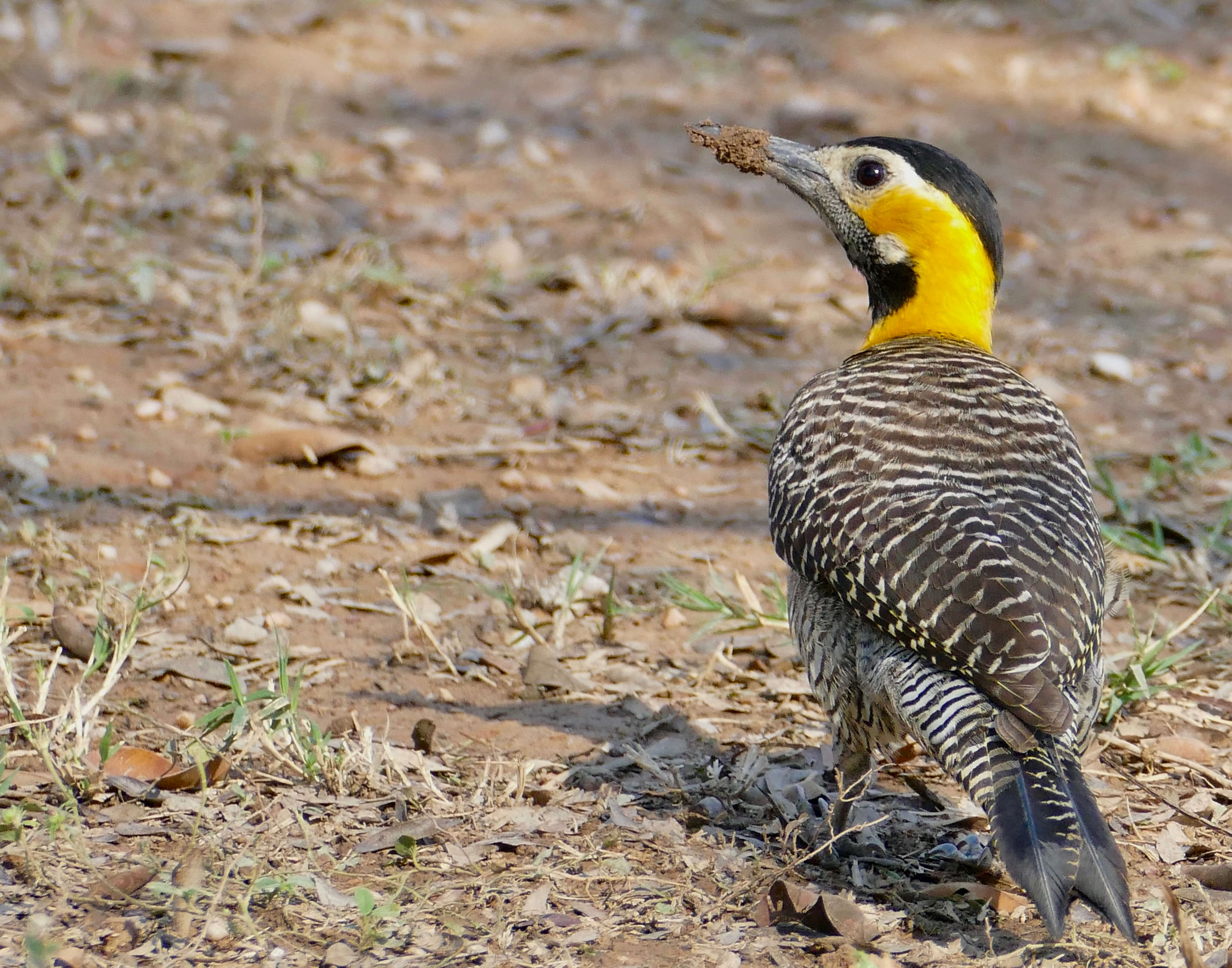 Image of Campo Flicker