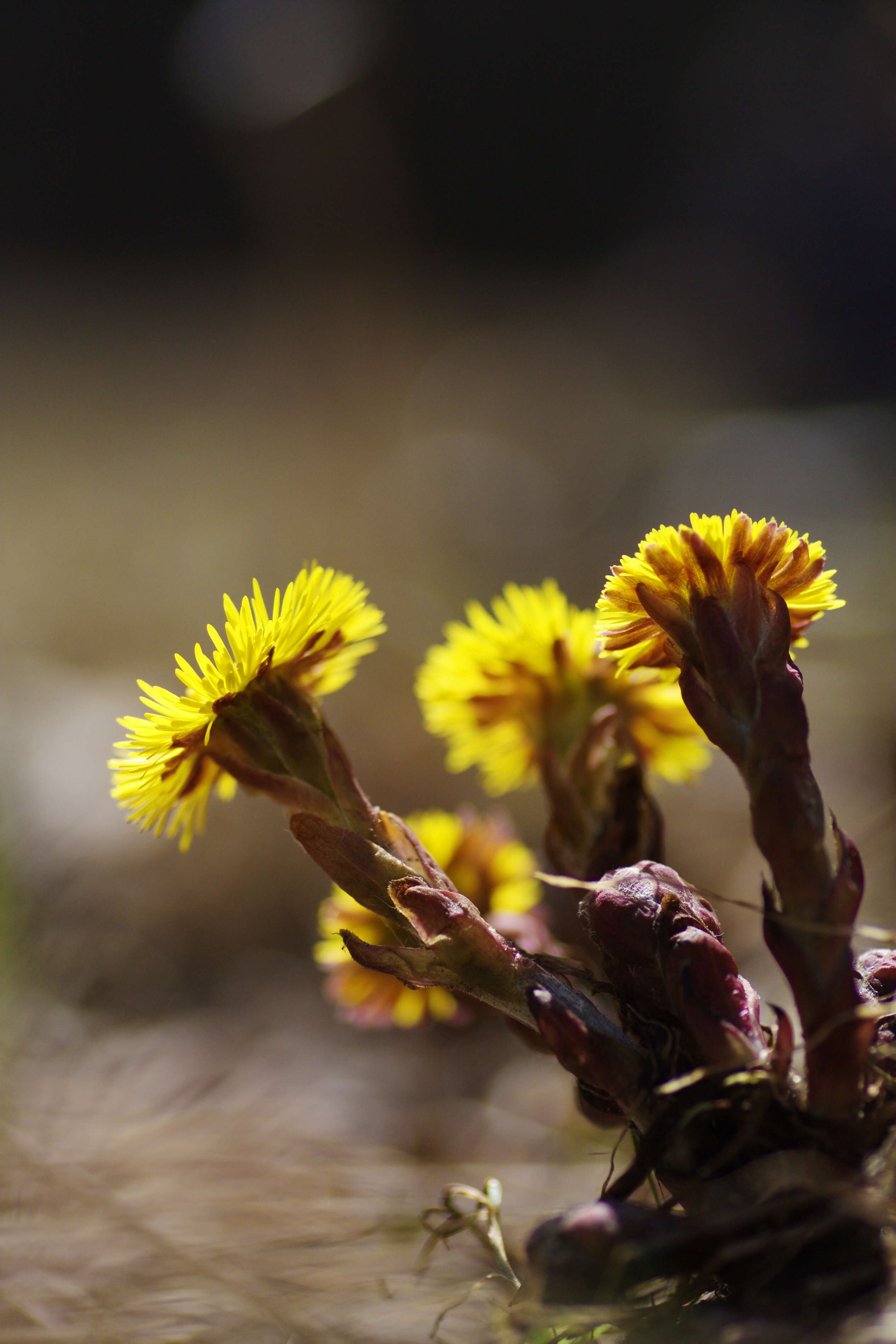 Plancia ëd Tussilago