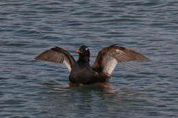 Image of scoter