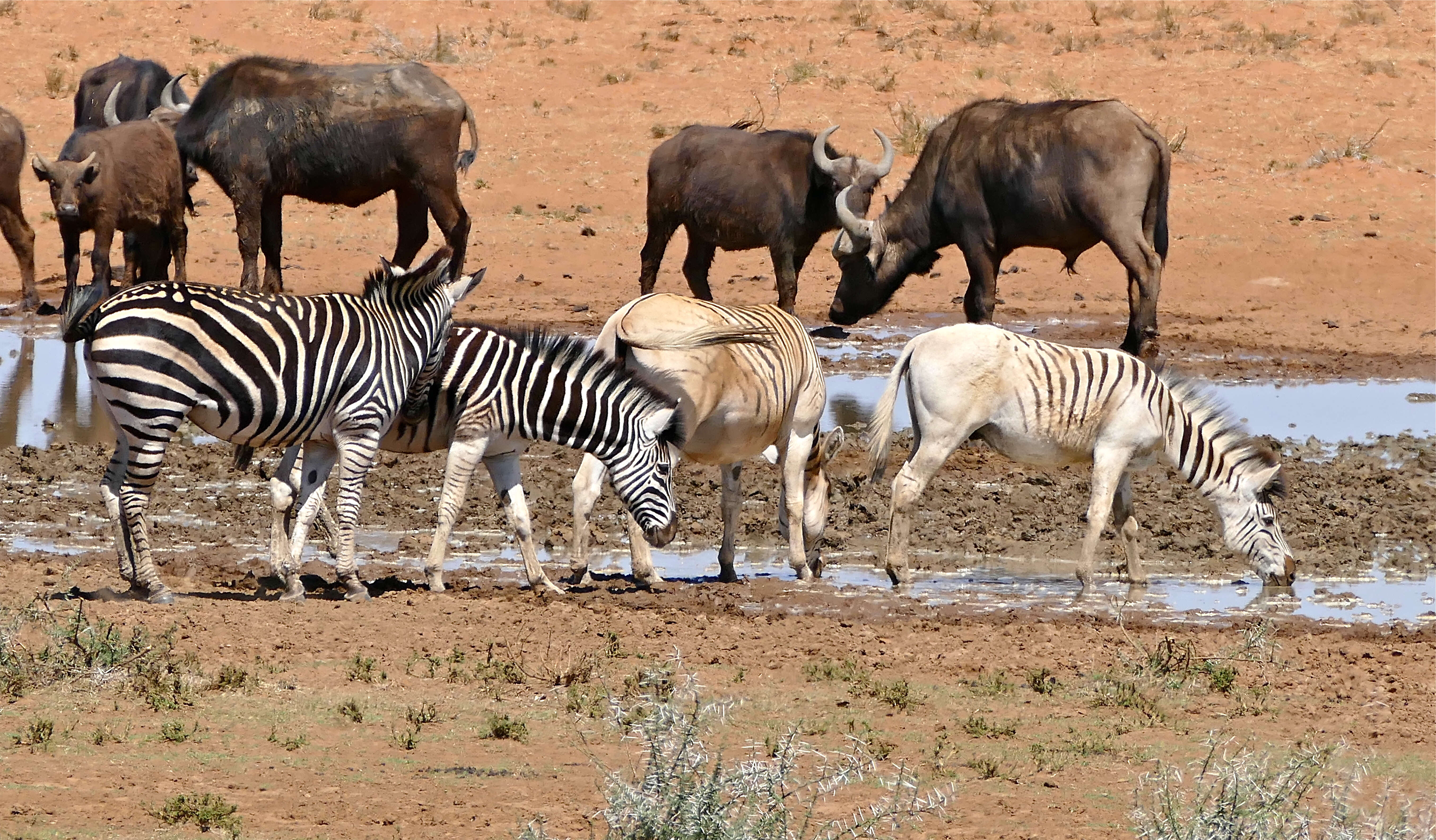 Image of Burchell's Zebra