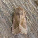 Image of rosy rustic