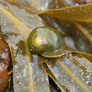 Image of Flat periwinkle