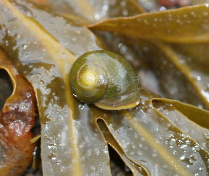 Image of Periwinkle snails