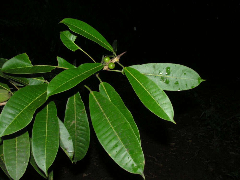 Imagem de Ficus paraensis (Miq) Miq.