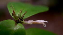 Herpetacanthus resmi