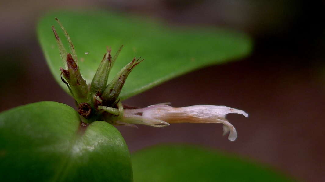 Image of Herpetacanthus