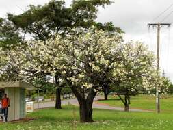 Image of white silk floss tree