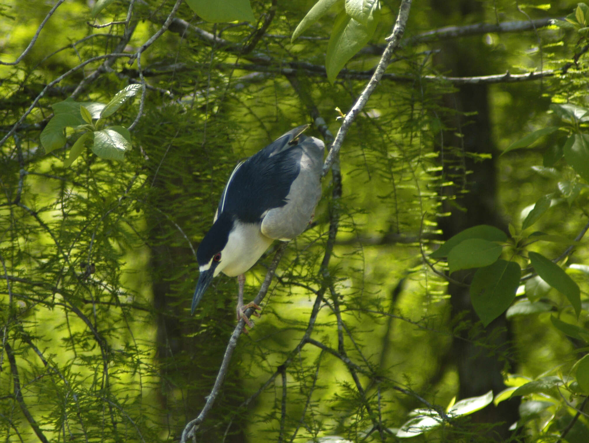 Image of Night Herons