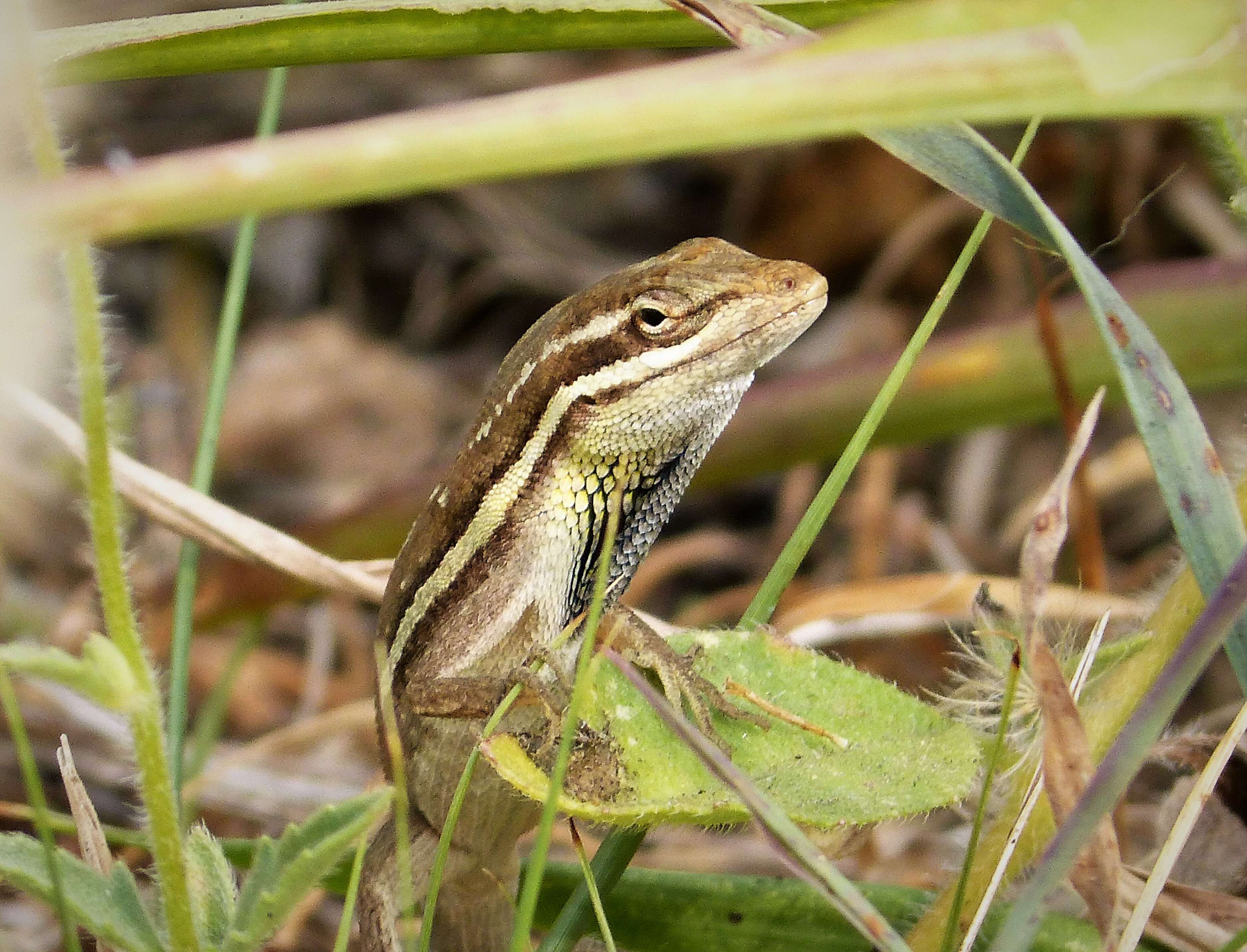 Image of Brown Basilisk