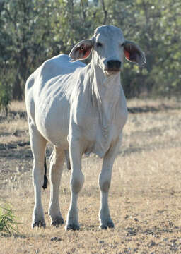 Image of zebu cattle