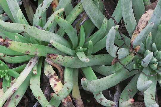 Image of bright green dudleya