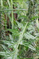 Image of thistle