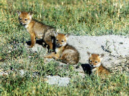 Image of golden jackal