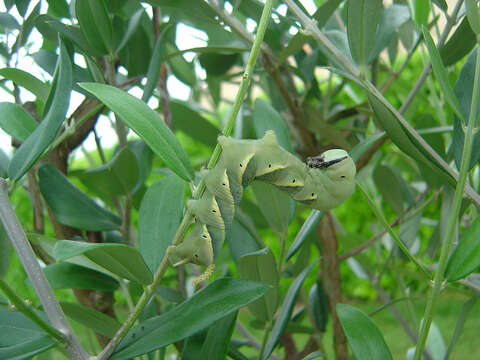 Image of African death head's hawkmoth