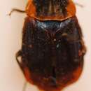 Thanatophilus ferrugatus (Solsky 1874) resmi