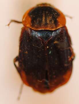 Image de Thanatophilus ferrugatus (Solsky 1874)