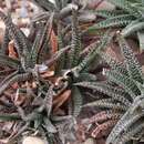 Image of Gasteria × haworthia