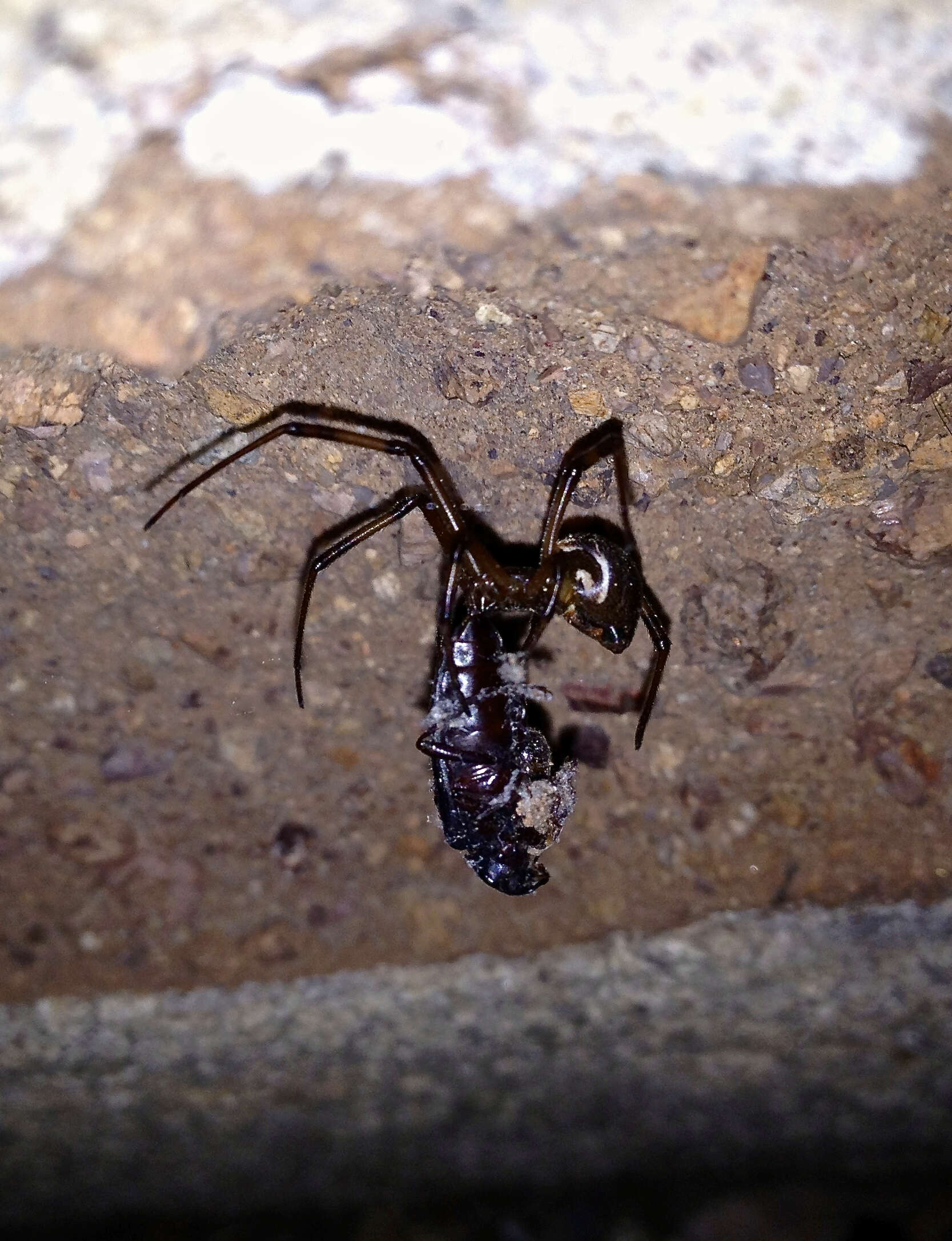 Image of Latrodectus