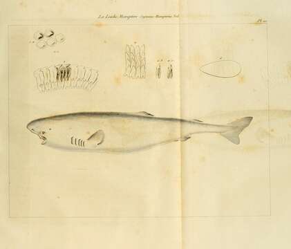 Image of sleeper shark