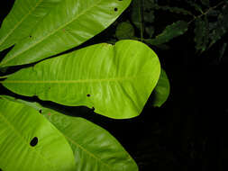 Chromolucuma rubriflora Ducke resmi