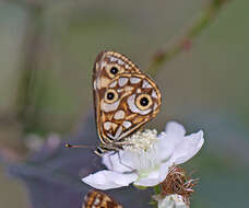 Plancia ëd Oreixenica lathoniella herceus