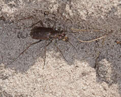 Image of tiger beetles