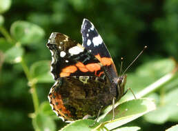 Image of Red Admiral